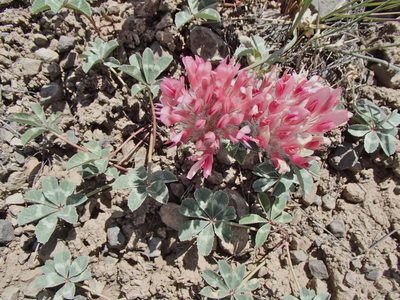 Trifolium macrocephalum, photographed by Tom Wainwright