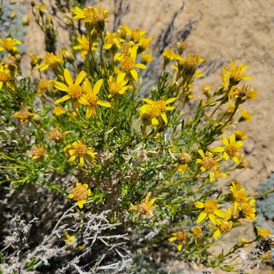Ericameria linearifolia, photographed by Dan Horowitz