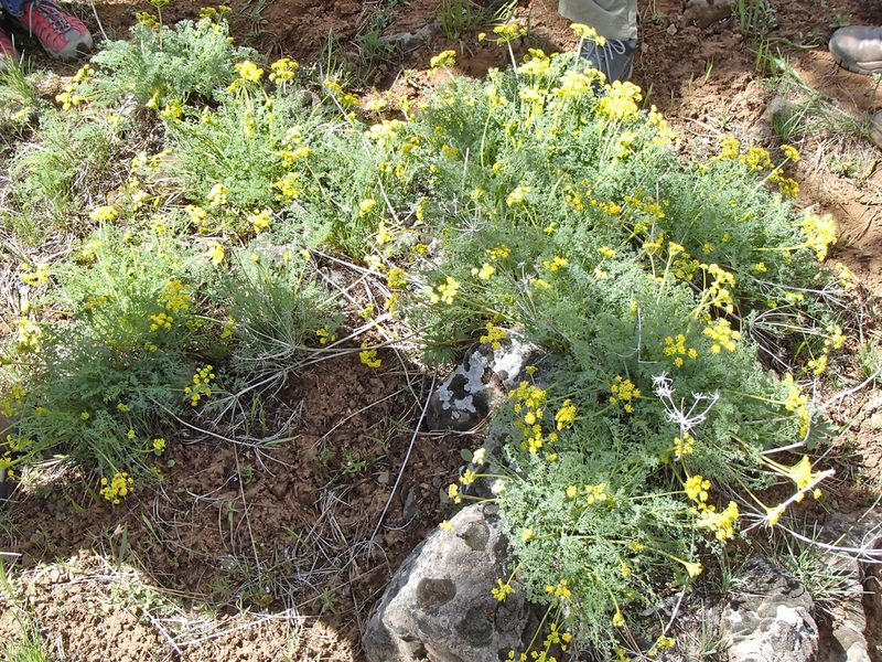 Lomatium papilioniferum, photographed by Tom Wainwright