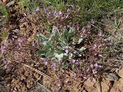 Phoenicaulis cheiranthoides