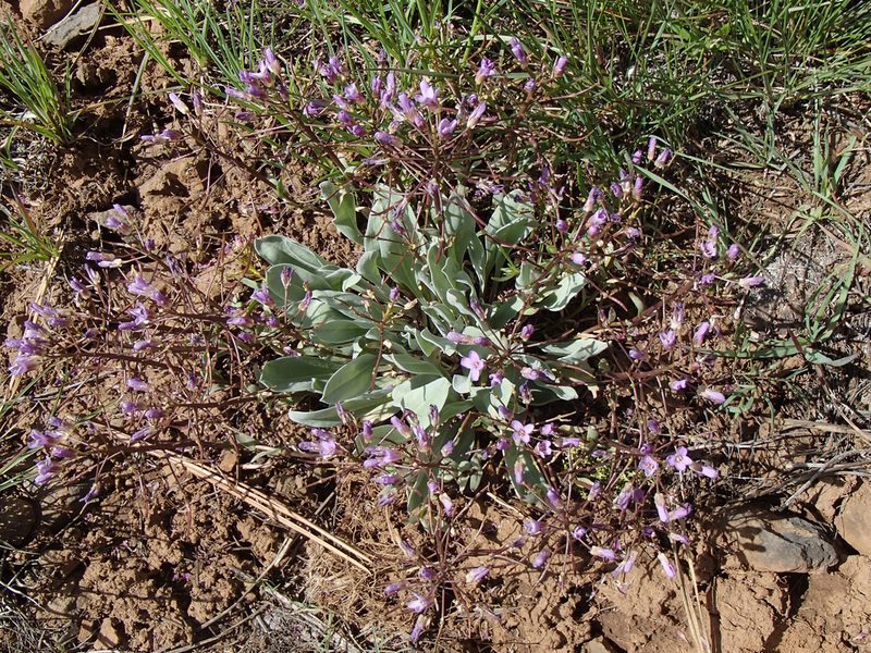 Phoenicaulis cheiranthoides, photographed by Tom Wainwright