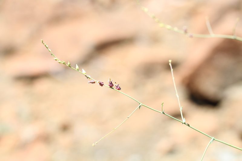 Streptanthus morrisonii, photographed by Nicholas Wei