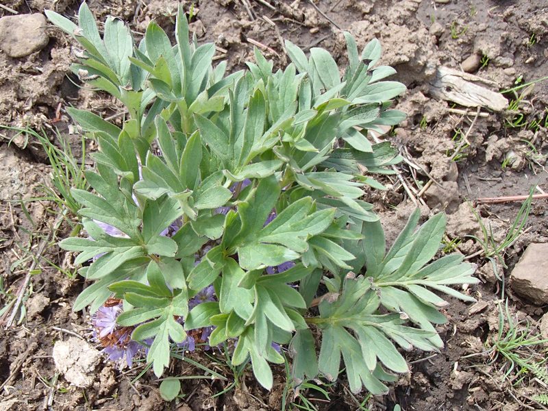 Hydrophyllum alpestre, photographed by Tom Wainwright