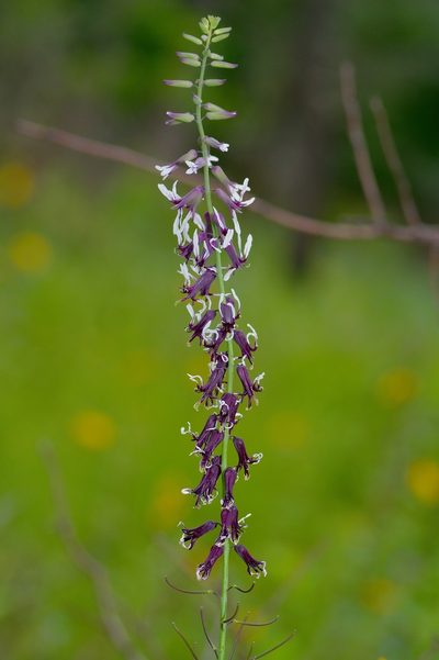Streptanthus hyacinthoides, photographed by Michelle W. （鍾偉瑋）
