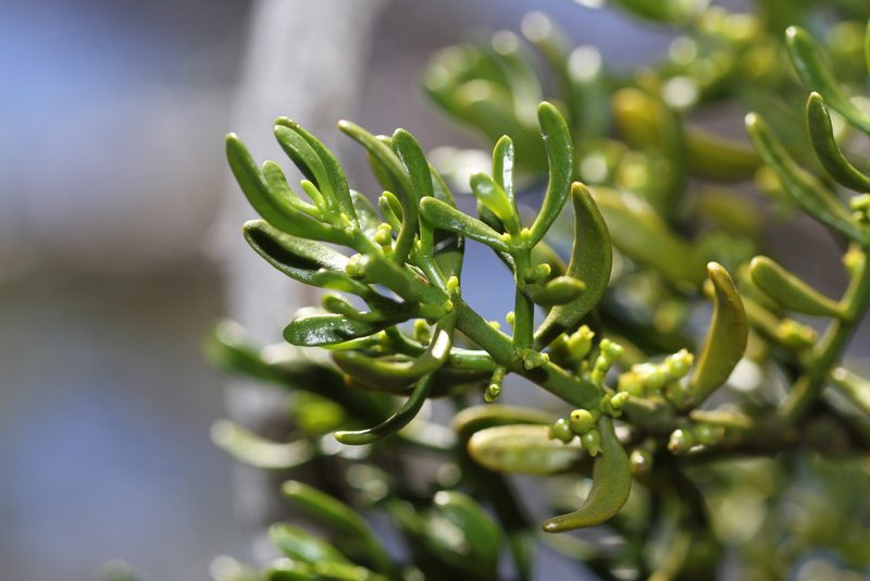Phoradendron densum, photographed by Nicholas Wei