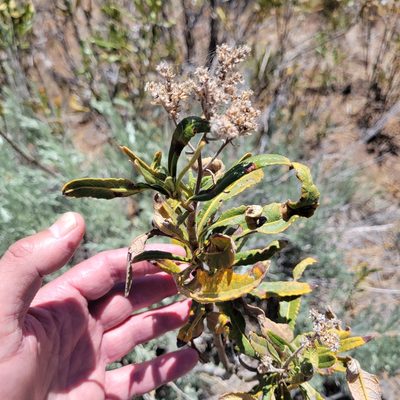 Eriodictyon trichocalyx, photographed by Dan Horowitz