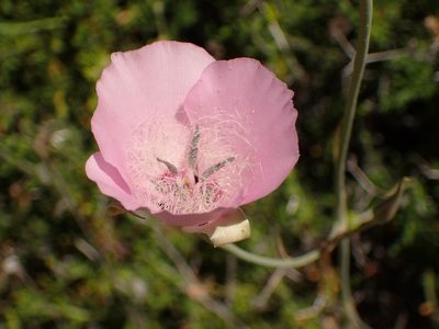 Calochortus splendens, photographed by George Williams