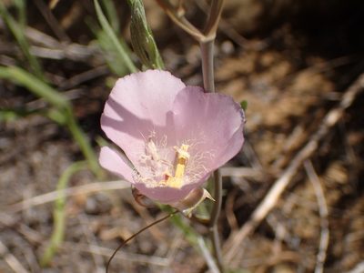 Calochortus splendens, photographed by George Williams