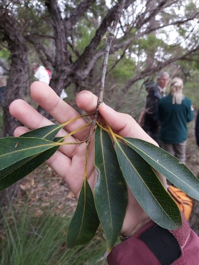 Xylomelum pyriforme, photographed by Tim