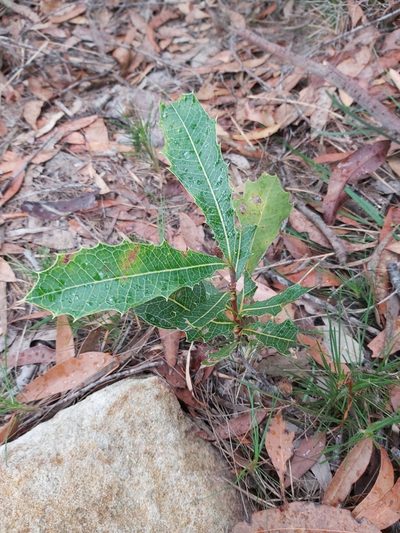 Xylomelum pyriforme, photographed by Tim