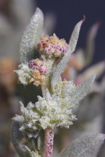 Atriplex fruticulosa, photographed by Ken-ichi Ueda
