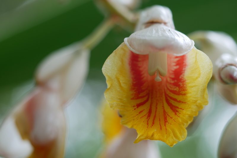 Alpinia zerumbet, photographed by Moogoo Lee
