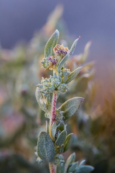 Atriplex fruticulosa, photographed by Ken-ichi Ueda