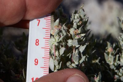 Atriplex fruticulosa, photographed by Ken-ichi Ueda