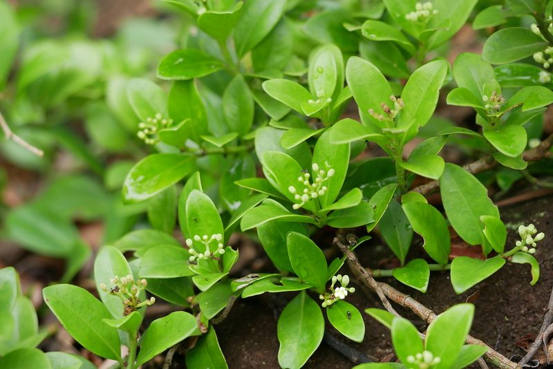 Psychotria serpens, photographed by Moogoo Lee