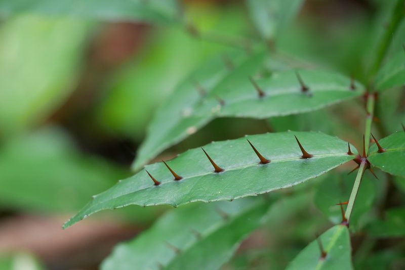Zanthoxylum nitidum, photographed by Moogoo Lee