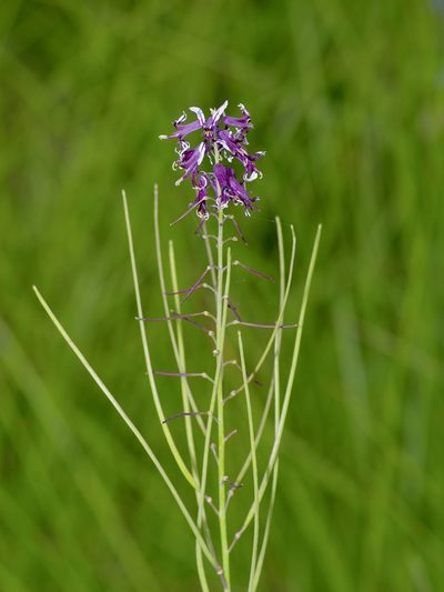 Streptanthus hyacinthoides, photographed by Michelle W. （鍾偉瑋）