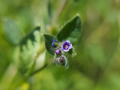 Asperugo procumbens, photographed by Daniel S.