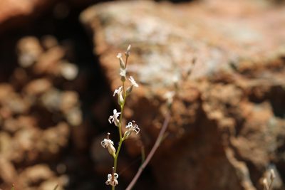 Streptanthus barbiger, photographed by Nicholas Wei