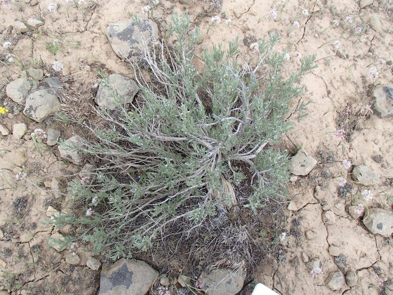 Artemisia rigida, photographed by Tom Wainwright