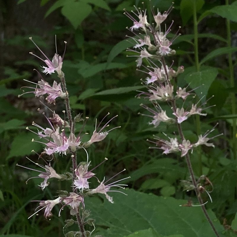 Collinsonia verticillata, photographed by Christopher Zacharias