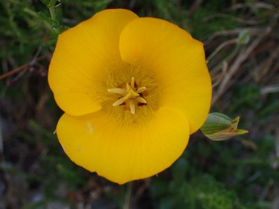 Calochortus clavatus, photographed by George Williams