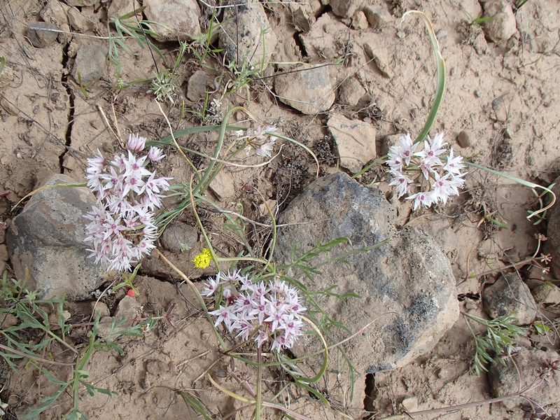 Allium macrum, photographed by Tom Wainwright