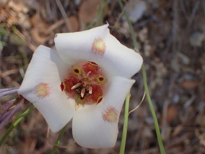 Calochortus venustus, photographed by George Williams