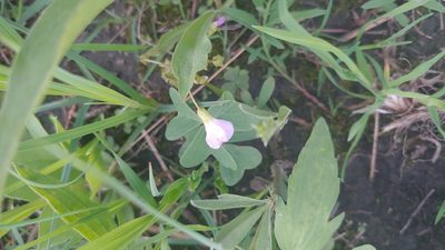 Oxalis violacea, photographed by Ryan Sorrells