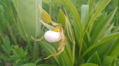 Cypripedium candidum, photographed by Ryan Sorrells