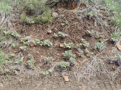 Hydrophyllum alpestre, photographed by Tom Wainwright