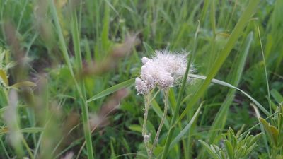 Antennaria neglecta