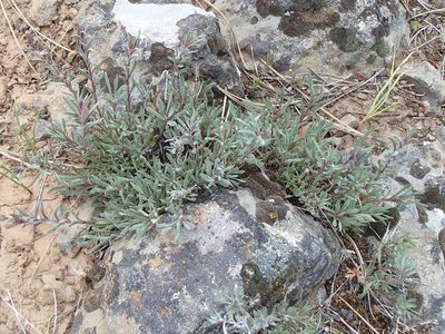 Penstemon gairdneri, photographed by Tom Wainwright