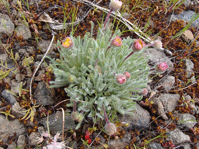 Erigeron poliospermus, photographed by Tom Wainwright