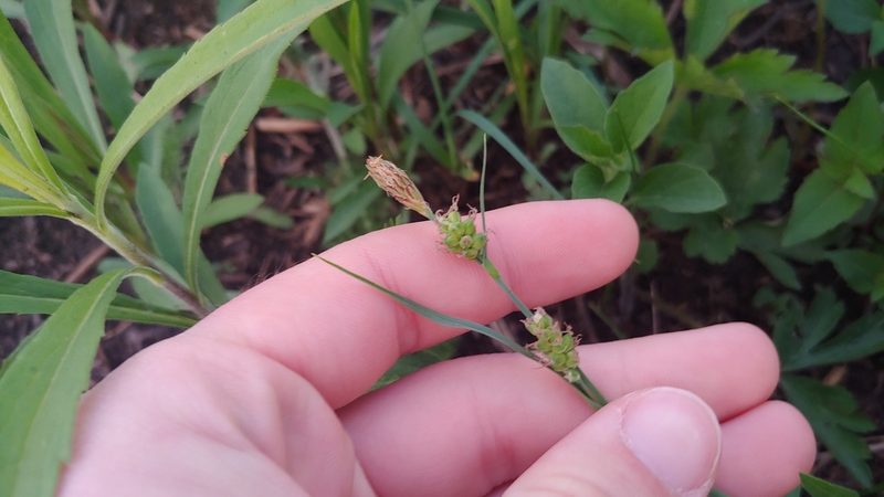 Carex meadii, photographed by Ryan Sorrells