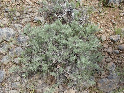 Artemisia rigida, photographed by Tom Wainwright