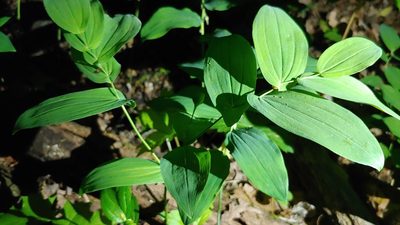 Uvularia grandiflora