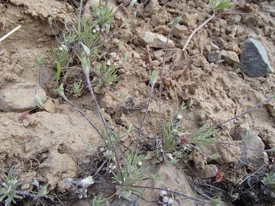 Antennaria flagellaris, photographed by Tom Wainwright