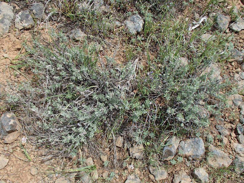 Artemisia arbuscula, photographed by Tom Wainwright