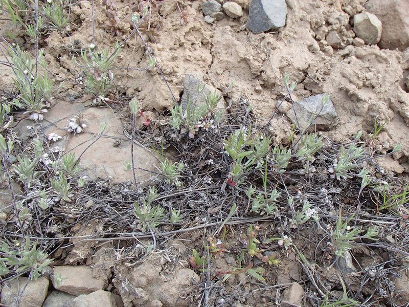 Antennaria flagellaris, photographed by Tom Wainwright