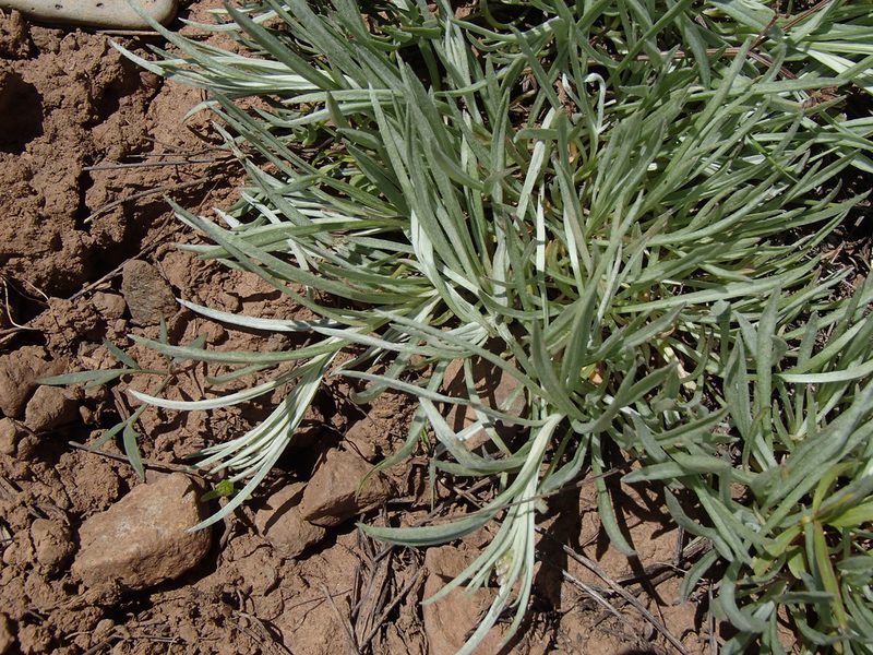 Antennaria luzuloides, photographed by Tom Wainwright