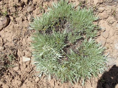 Antennaria luzuloides, photographed by Tom Wainwright