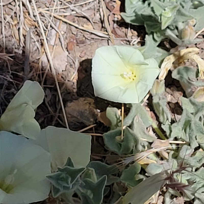 Calystegia malacophylla, photographed by Dan Horowitz