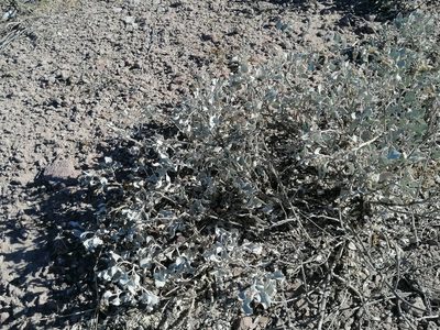 Atriplex barclayana