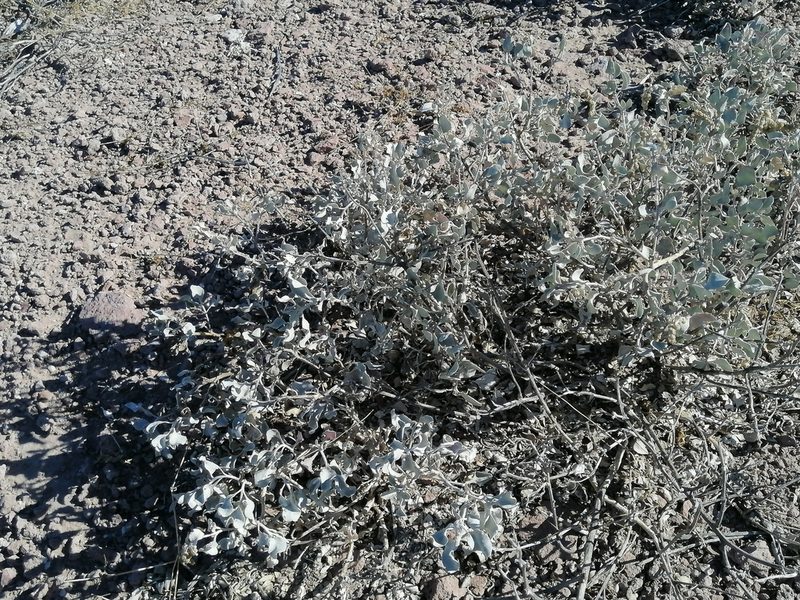 Atriplex barclayana, photographed by Erick Vélez Sánchez