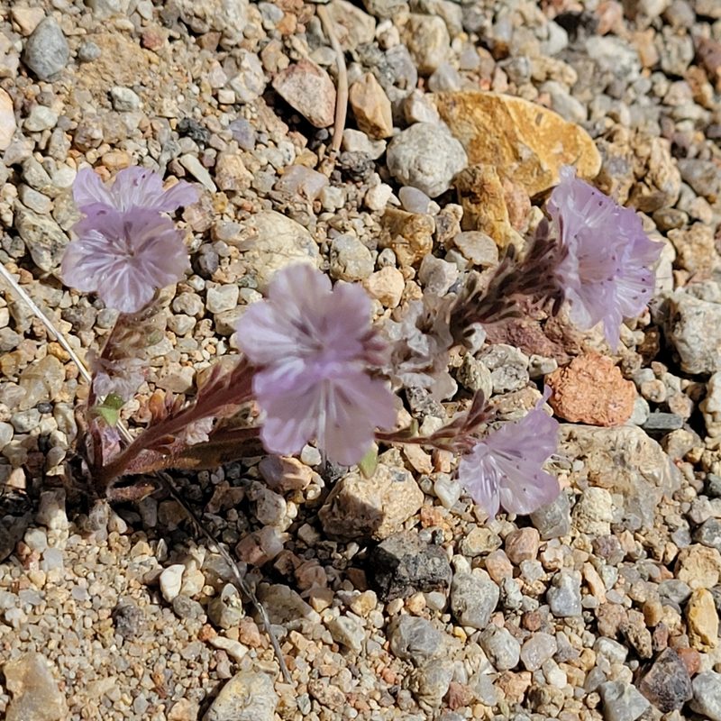Phacelia exilis, photographed by Dan Horowitz