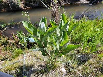 Asclepias speciosa, photographed by Daniel S.