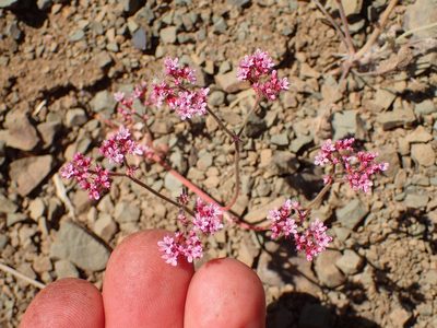 Chorizanthe staticoides, photographed by George Williams