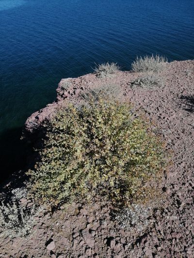 Coulterella capitata, photographed by Erick Vélez Sánchez