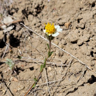 Layia glandulosa, photographed by Dan Horowitz